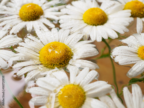 Field of daisies floating in the water. Chamomile with drops of water. Flowers with white petals and yellow pistils photographed closeup with soft focus on blurred background. Nature background.