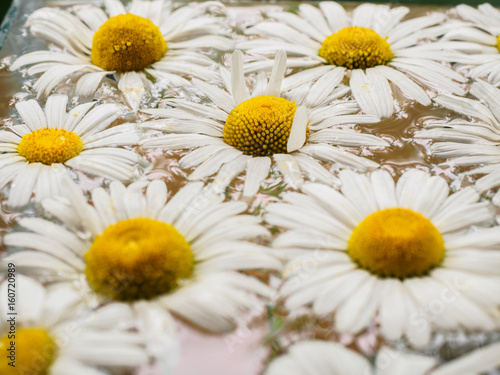 Field of daisies floating in the water. Chamomile with drops of water. Flowers with white petals and yellow pistils photographed closeup with soft focus on blurred background. Nature background.