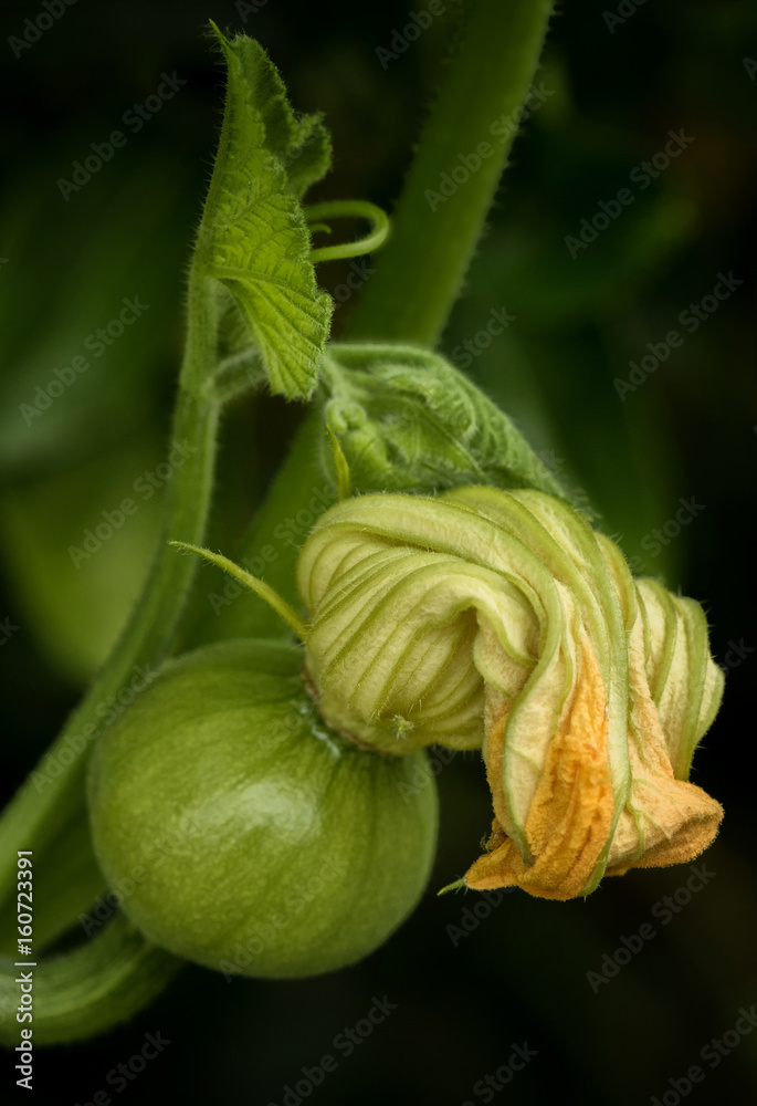 Young pumpkin growing from flower on vine