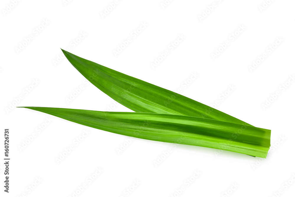 fresh green pandan leaves isolated on white background, Asian herbs