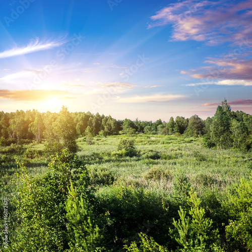 Forest and field panorama