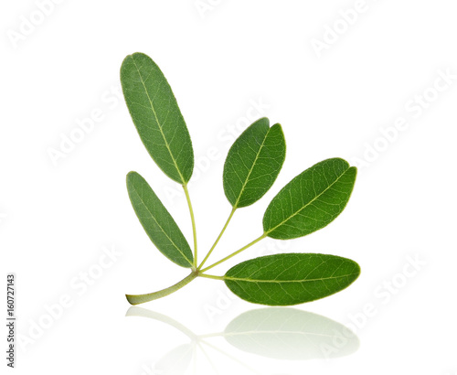 green leaf (Tabebuia aurea) tropical tree isolated on white background with shadow