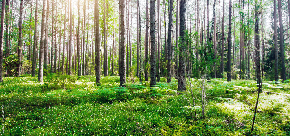 Obraz premium Wild forest panorama