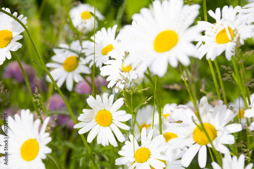 Beautiful bright chamomile flowers. Summer Landscape photo