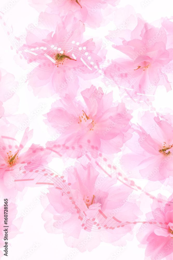 桜の花びらと譜面