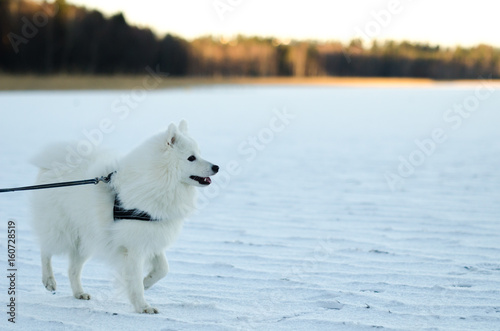 Dog walking on frozen lake