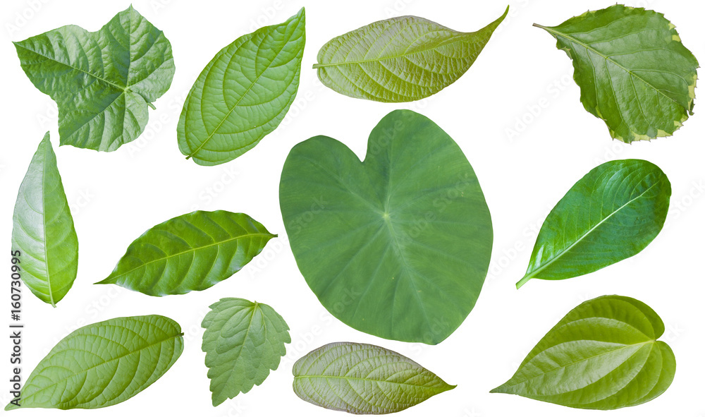 Tree Leaf green Isolated On White / clipping path