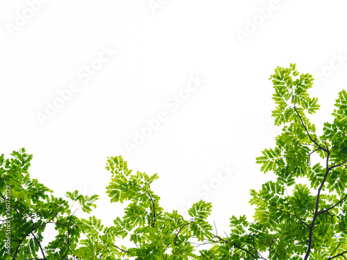green tree leaf isolated on white background