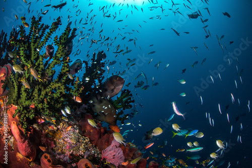 Fototapeta Naklejka Na Ścianę i Meble -  Fish on a coral reef