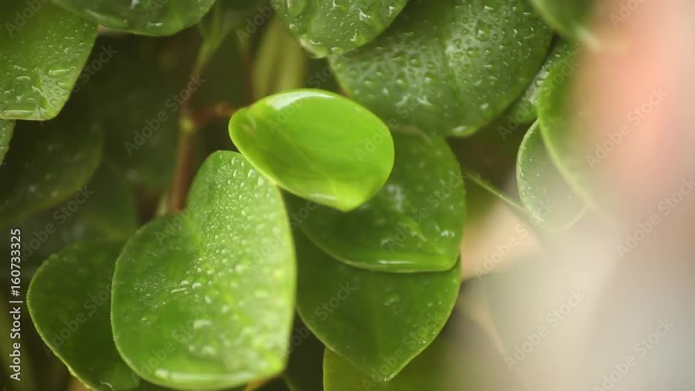 Sprayed water is falling on the leaves of a green plant. The houseplants need the correct moisture, light levels, soil mixture, temperature, and humidity. Sprayed water is falling on the leaves of a green plant. The houseplants need the correct moisture, light levels, soil mixture, temperature, and humidity.