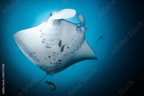 Giant Manta Ray