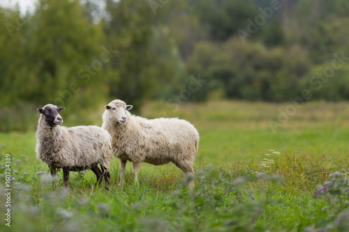 sheep in the fiel grazing the green grass