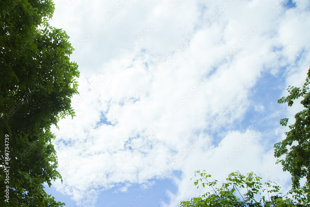 The blue sky and the white cloud are comfortable with the green foliage. The blue sky and the white cloud are comfortable with the green foliage.