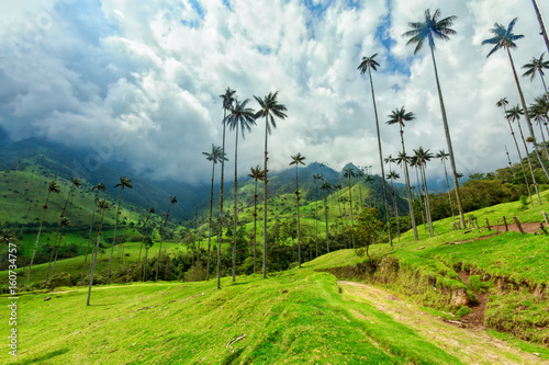 Green pasture in the Cocora Valley near Salento, Colombia. photo
