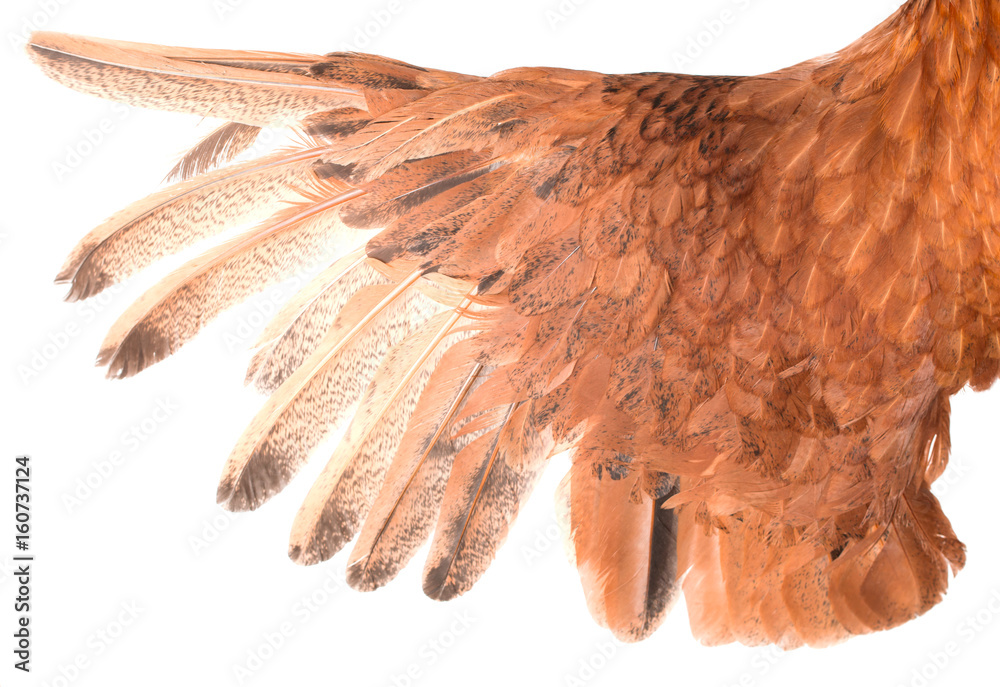 Fototapeta premium Brown bird wing