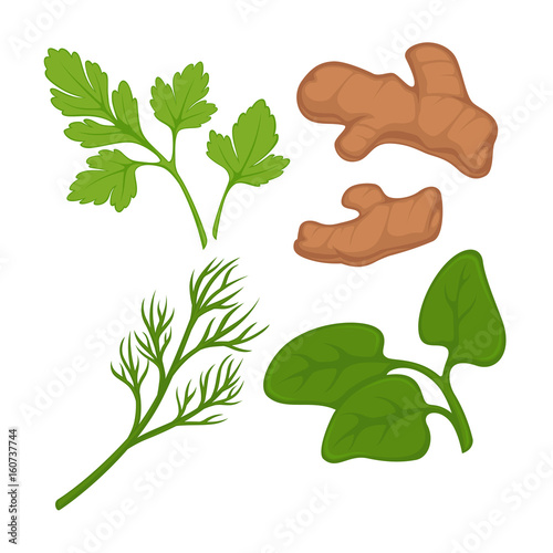 Spicy kitchen herbs colorful set isolated on white