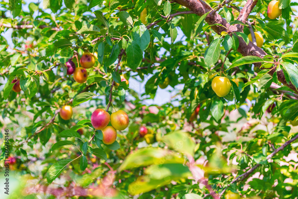 background of fruit trees. fruits of yellow-red cherry-plum on a branch, on a blurry background of the garden