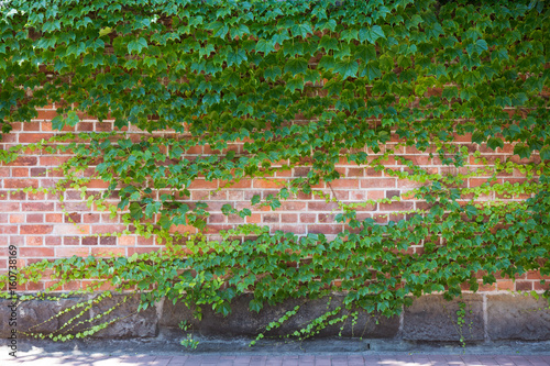 Green brick wall with ivy leaves. Ecological background, copy space.
