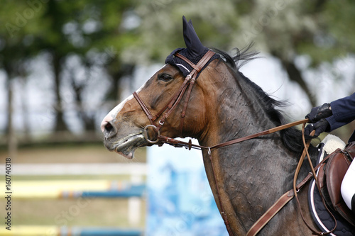 Beautiful bay colored sport horse head closeup on show jumping event © acceptfoto
