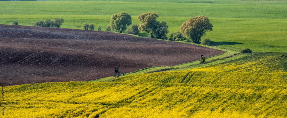 Rapeseed, cereal and plowed fields