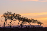 silhouettes of trees on hill with orange sky on background 
