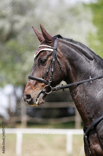Vertical portrait closeup of a purebred show jumping horse