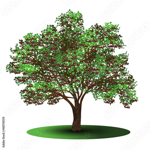 cherry tree with berries and green leaves