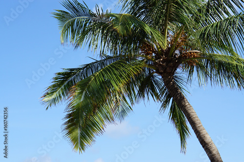 palm tree background blue clear sky in Thailand