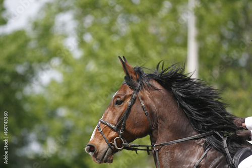 Horizontal shot of a show jumping horse during competition riding between obstacles
