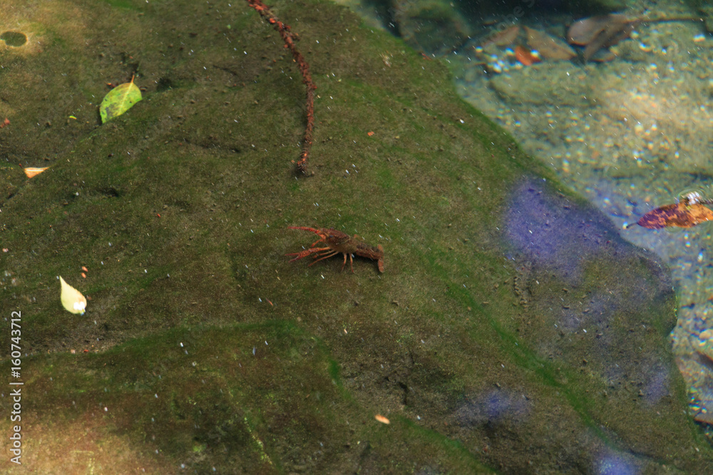 Obraz premium 出流原弁天池 ザリガニ