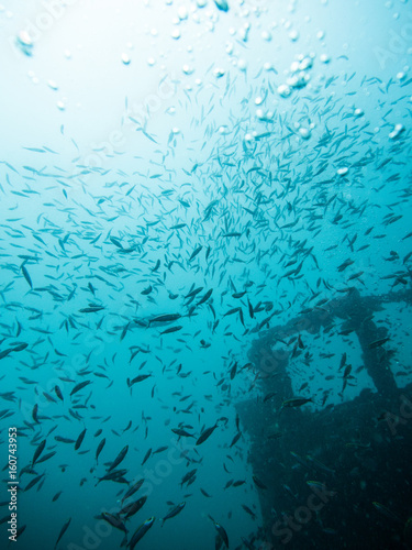 Schooling Baracuda under water  gulf of Thailand