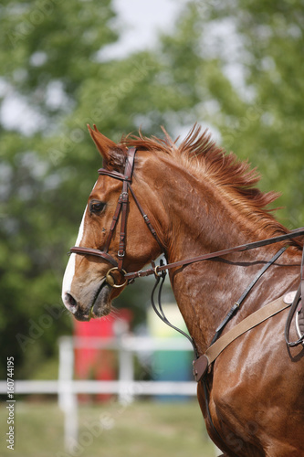 Side view head shot of a beautiful chestnut show jumper horse in action