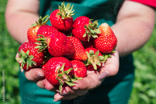 Fresh strawberries closeup. Woman holding strawberry in hands.Woman's hands with fresh strawberries collected in the garden, green leaves on background. Hand full of ripe and sweet strawberries