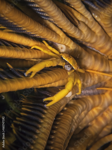 Baba s Squat Lobster  Babas Federstern-Springkrebs  Allogalathea babai 