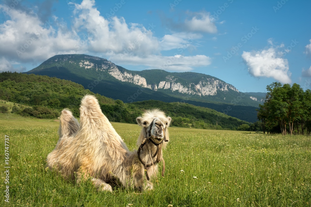 Naklejka premium The camel lies on the grass. Against the background of mountains