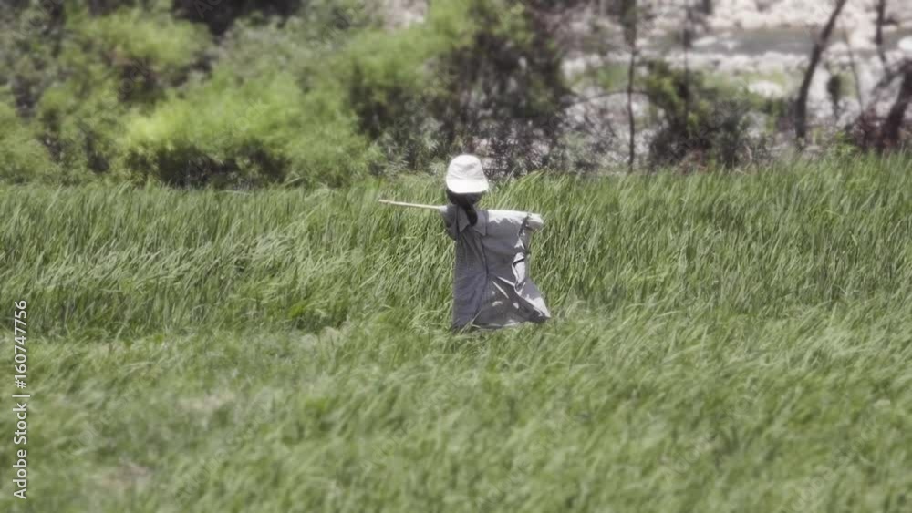 Figure of female scarecrow moving with the wind. Slow motion Figure of female scarecrow moving with the wind. Slow motion