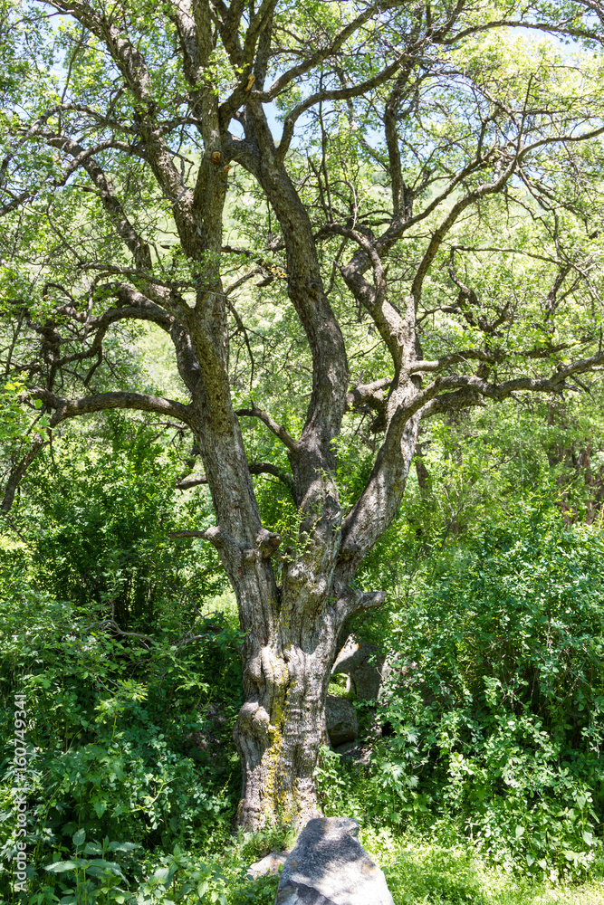 Fototapeta premium Big tree skeleton