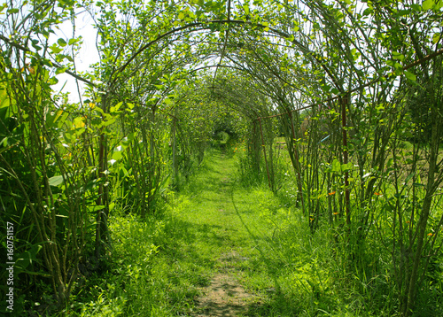 Green Tunnel Tree