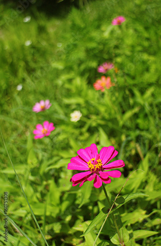 Close up pink Zinnia flower beautiful on background blur in the Gardens