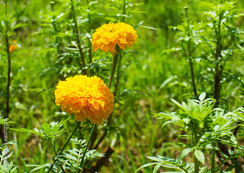 close up of daoruang flower or african marigold or mexican marigold in the gardens