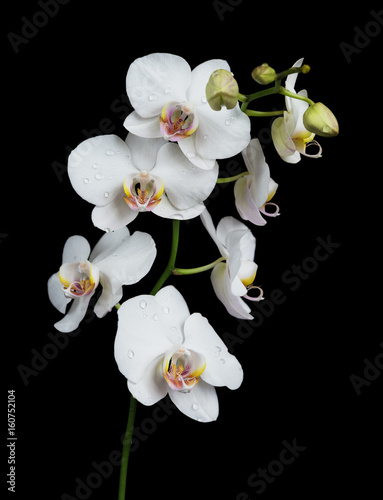 Fototapeta Naklejka Na Ścianę i Meble -  White Orchid on a black background