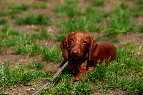 dog breed dachshund