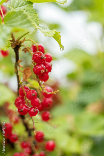 Bush of red currant  in a garden with rain water drops. Shallow depth of field.