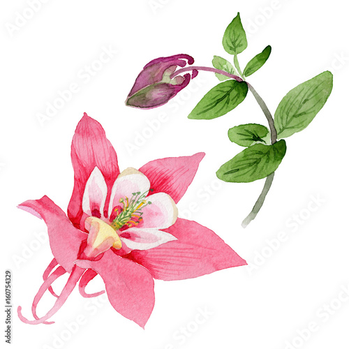 Fototapeta Wildflower aquilegia flower in a watercolor style isolated.