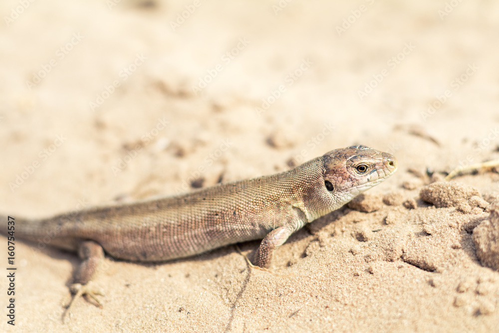Yellow lizard in nature. Shallow depth of field. Lacerta agilis. Yellow lizard in nature. Shallow depth of field. Lacerta agilis.