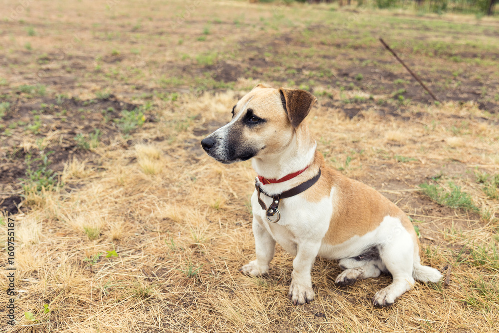 Obraz premium Red dog playing on the yellowed lawn. Shallow depth of field. Toned.