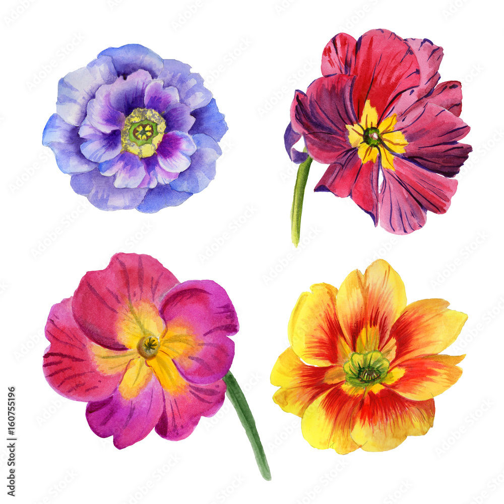 Wildflower viola flower in a watercolor style isolated. Wildflower viola flower in a watercolor style isolated.