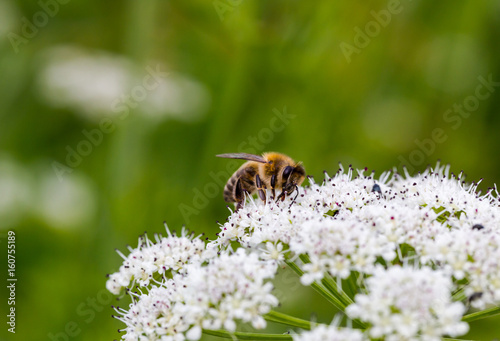 Bee pollinating small white flowers. Macro full frame © Tommy Lee Walker