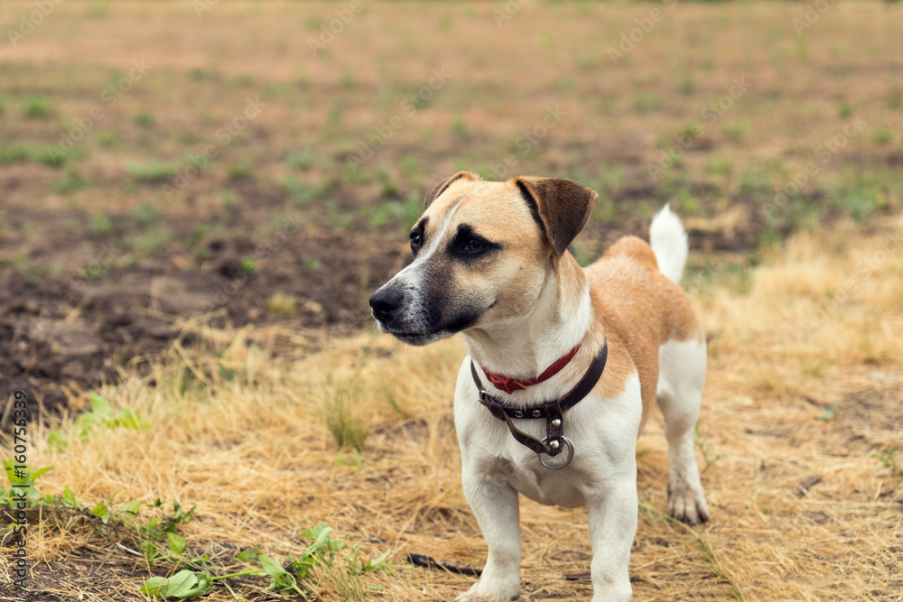 Red dog playing on the yellowed lawn. Shallow depth of field. Toned.