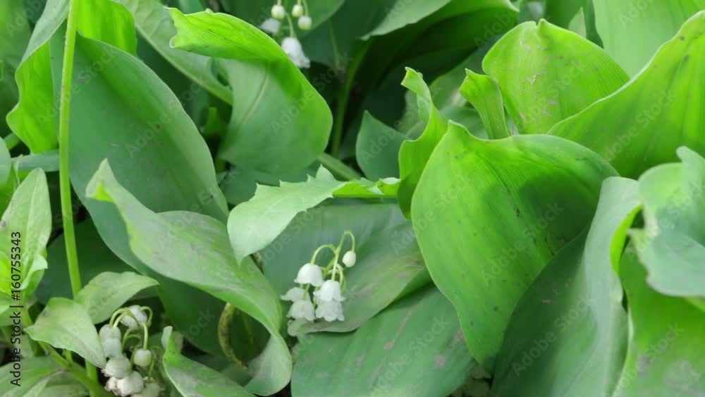 White fragrant flowers of lilies of the valley. 4K